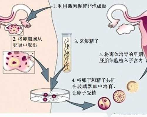 国内供卵中心地址电话,国内可靠的供卵机构有哪些,2026年生兔宝宝备孕表参考，