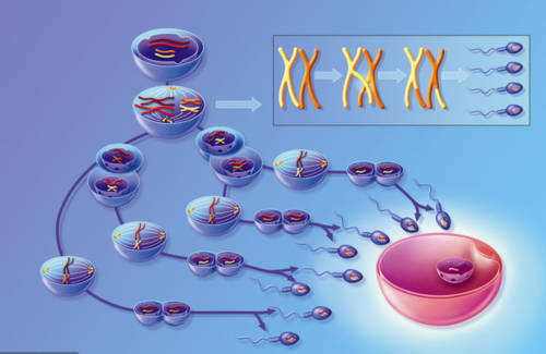 哪家代孕机构正规,精索静脉曲张的症状有不孕不育吗？