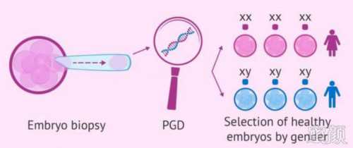 泰国添宝代孕,做试管受双方细胞等级怎么划分？